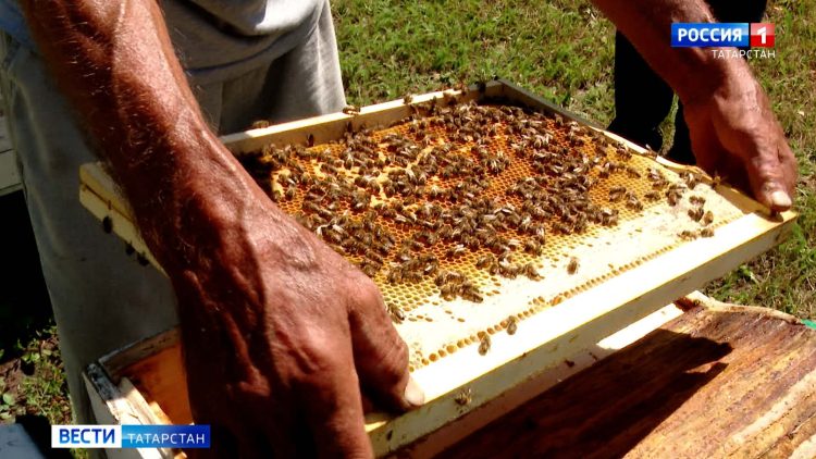 В Альметьевском районе зафиксировали массовый мор пчел