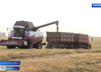 Тетюшский и Заинский районы лидируют по уборке зерна