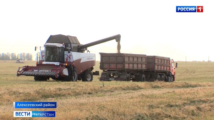 Тетюшский и Заинский районы лидируют по уборке зерна