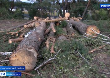 Жители села Ильинское требуют организовать проверку по факту вырубки многолетних деревьев