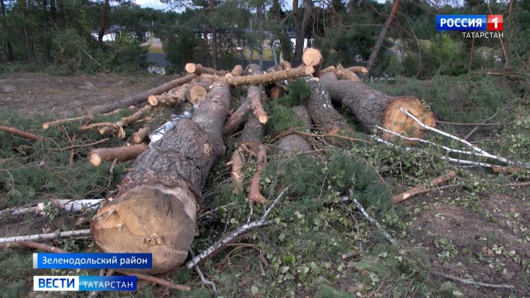 Жители села Ильинское требуют организовать проверку по факту вырубки многолетних деревьев