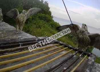 В Камском Устье птенцы соколов-балобанов самостоятельно полетели