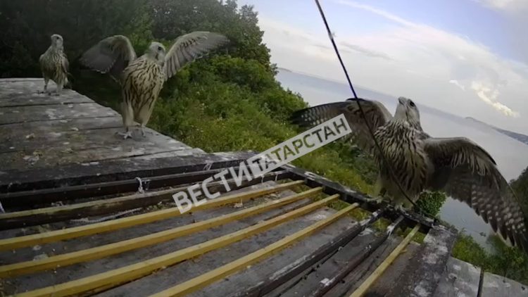 В Камском Устье птенцы соколов-балобанов самостоятельно полетели