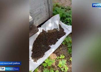 В Мензелинском районе погибло 300 пчелосемей