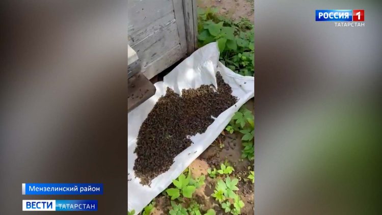 В Мензелинском районе погибло 300 пчелосемей