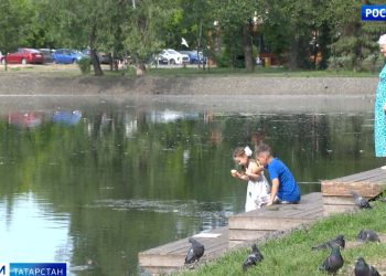В Татарстан завезли краснокнижных соколов-балобанов