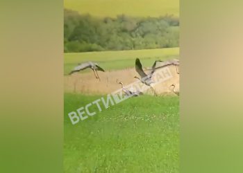 Татарстанские серые журавли вывели птенцов