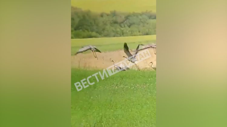 Татарстанские серые журавли вывели птенцов
