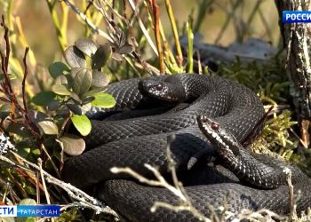 В Челнах от укуса гадюки пострадали две женщины