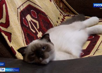 В Татарстане сотрудники ГИБДД во время рейда остановили 13-летнего питбайкера