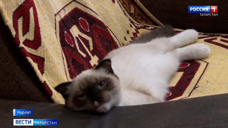 В Татарстане сотрудники ГИБДД во время рейда остановили 13-летнего питбайкера