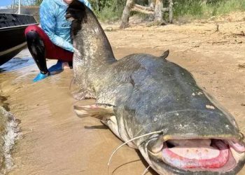 В Татарстане рыбак поймал сома весом 90 кг