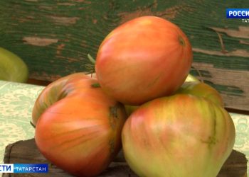 Жители Буинска выращивают помидоры во дворе многоквартирного дома