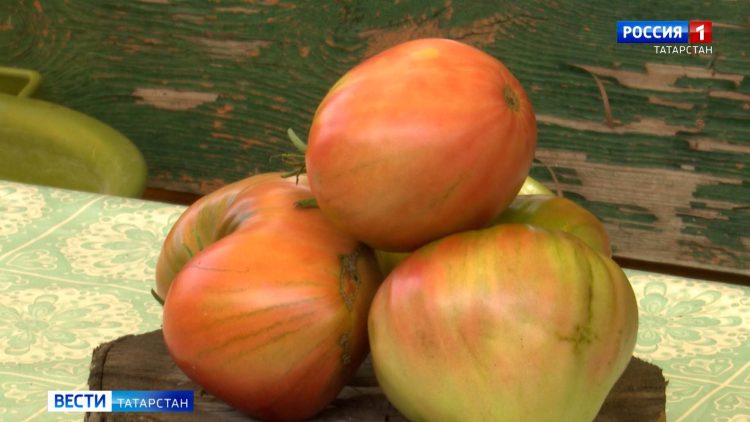 Жители Буинска выращивают помидоры во дворе многоквартирного дома