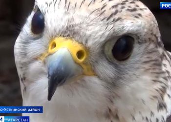 В Татарстан завезли краснокнижных соколов-балобанов
