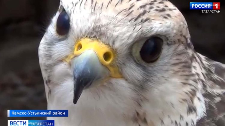 В Татарстан завезли краснокнижных соколов-балобанов