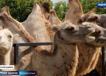 Ферма по разведению верблюдов, черный чеснок и улитки: чем готовы удивлять татарстанцы