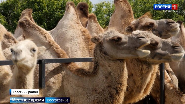 Ферма по разведению верблюдов, черный чеснок и улитки: чем готовы удивлять татарстанцы