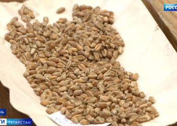 В Татарстане отобраны первые пробы пшеницы на проверку качества