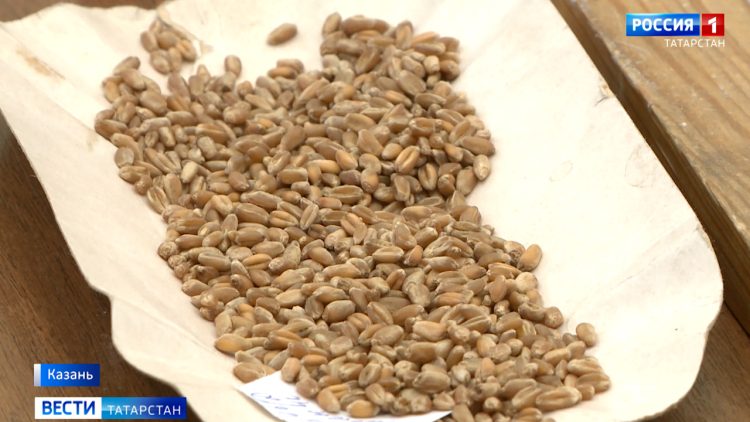 В Татарстане отобраны первые пробы пшеницы на проверку качества