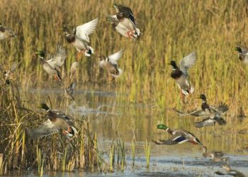 В Татарстане стартовал сезон охоты на водоплавающую дичь