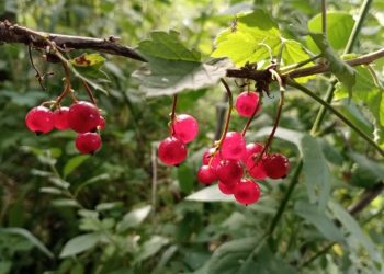 Табигать дуслары (07.09.24)