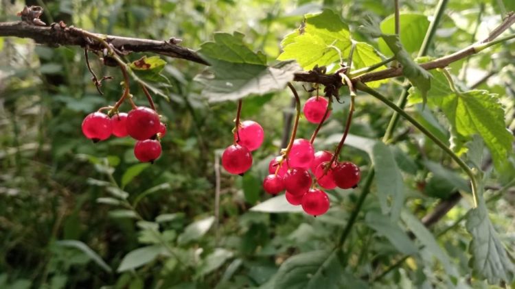 Табигать дуслары (07.09.24)