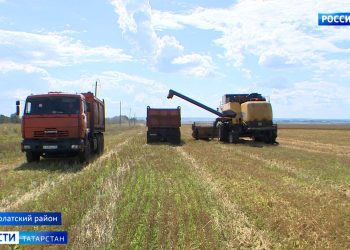 Аграрии Татарстана планируют намолотить 1 млн тонн зерна