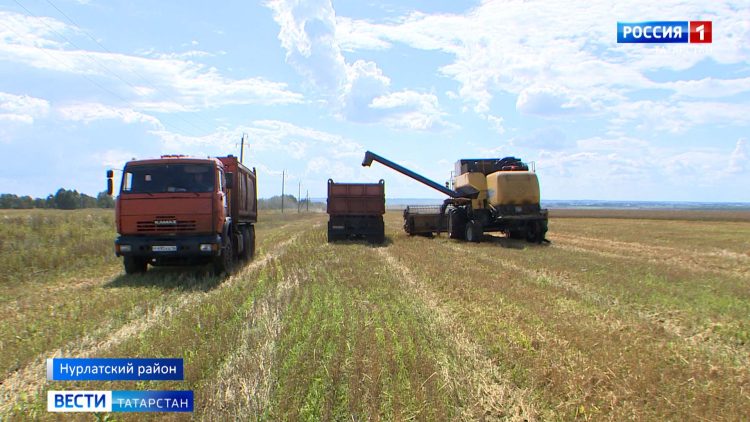 Аграрии Татарстана планируют намолотить 1 млн тонн зерна