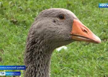 Татарстанцы собрали 40 тонн гумпомощи для жителей Курской области