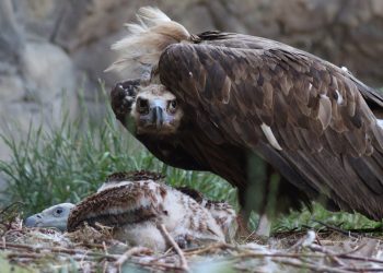 В казанском зооботсаду появился птенец белоголового сипа