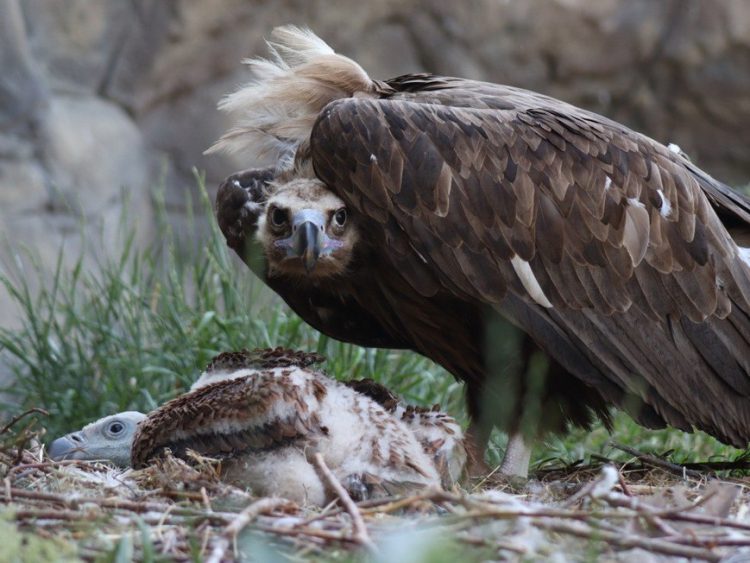 В казанском зооботсаду появился птенец белоголового сипа