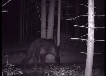 Жителей Менделеевского района призвали не ходить в лес из-за медведя