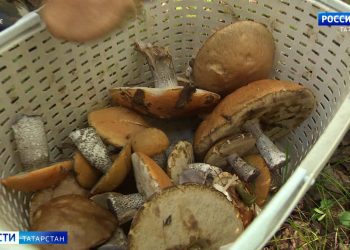 «При малейшем сомнении не употреблять и не собирать»: татарстанцам рассказали, как избежать отравления грибами