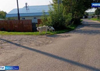 Из Татарстана отправили более 35 тонн гумпомощи в Курскую область