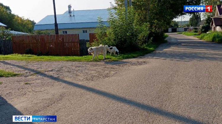 Из Татарстана отправили более 35 тонн гумпомощи в Курскую область