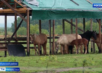 В елабужском экопарке «Диводворье» неизвестные отравили животных
