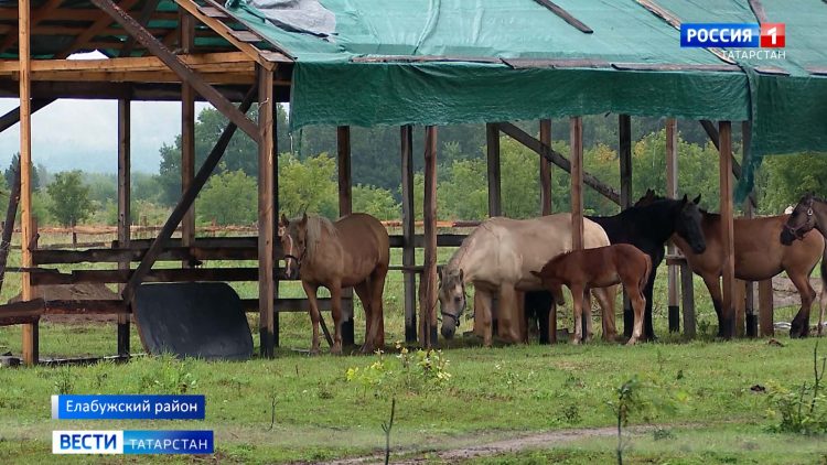 В елабужском экопарке «Диводворье» неизвестные отравили животных