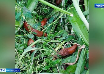 Эксперты опровергли миф о нашествии испанского слизня в огородах Татарстана