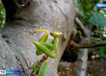 В Татарстане из-за аномальной жары появилась саранча