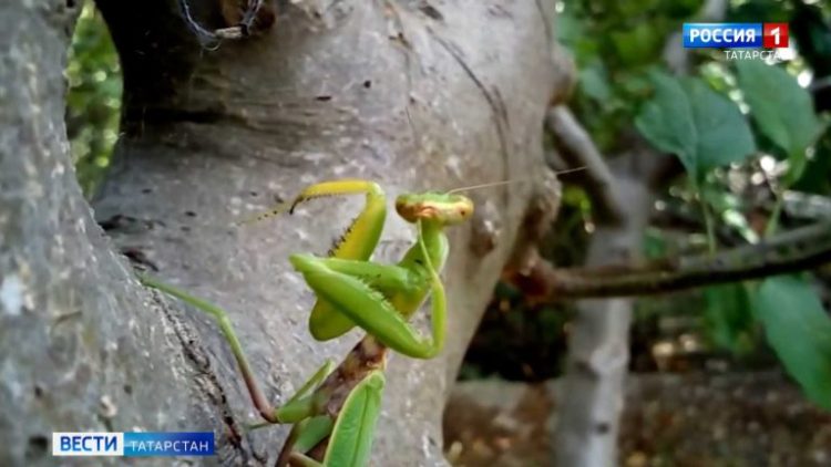 В Татарстане из-за аномальной жары появилась саранча