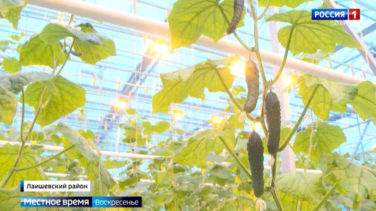 В Татарстане сборы ребенка в школу обойдутся в среднем в 15 тыс. рублей