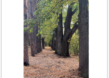 В Татарстане парк усадьбы Нарышкиных-Паулуччи внесут в список ОКН