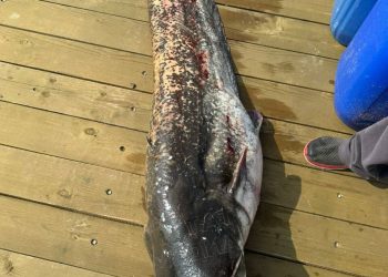 В Татарстане поймали сома весом почти 50 кг