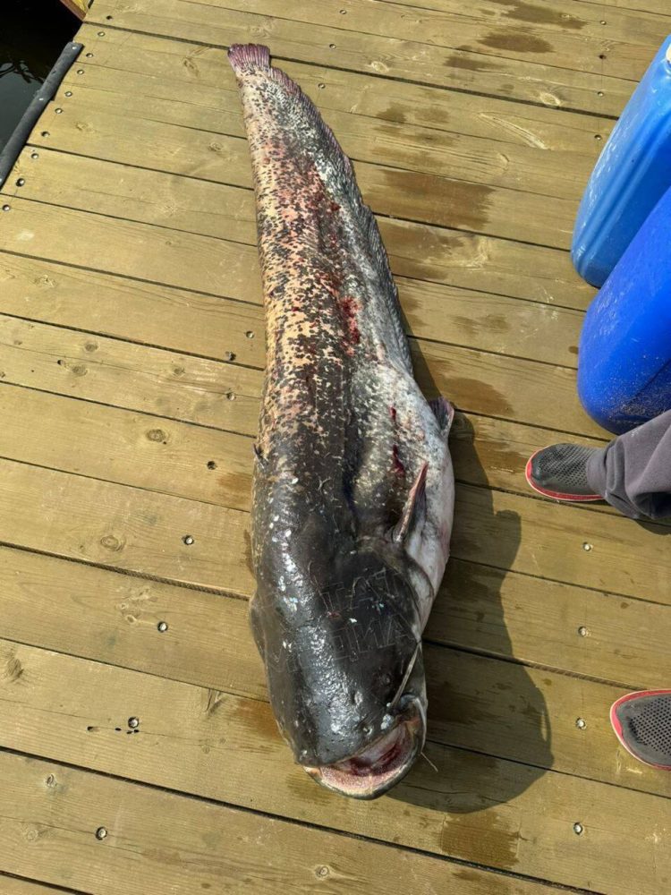 В Татарстане поймали сома весом почти 50 кг