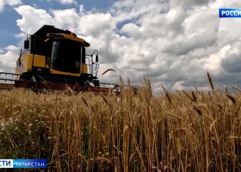 Аграрии Татарстана рассказали, как дождливая погода повлияла на урожай