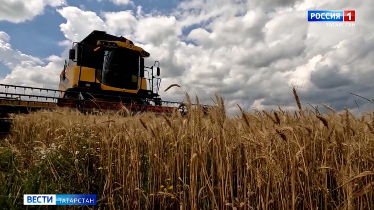 Аграрии Татарстана рассказали, как дождливая погода повлияла на урожай