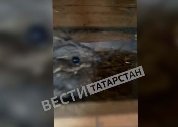 Жители Казани спасли краснокнижного козодоя