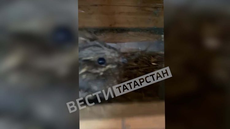 Жители Казани спасли краснокнижного козодоя