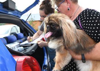 В Казани с начала мая было проведено 330 бесплатных стерилизаций домашних собак